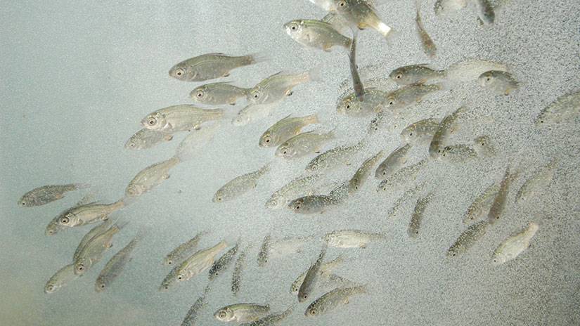 Fish