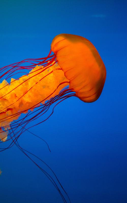 Jellyfish