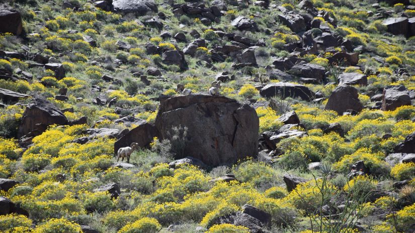 Anza Borrego Desert view with Big Horn