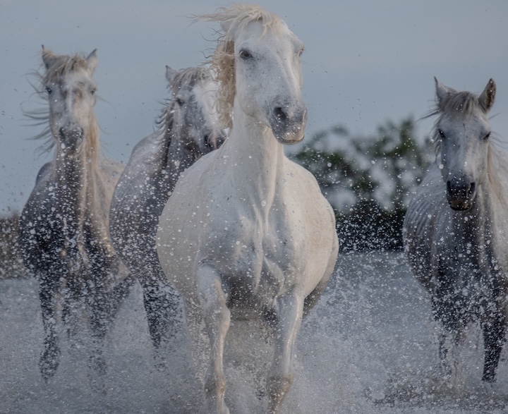 Digital photograph of horses running toward the camera view.