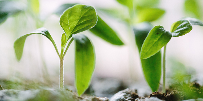 Plants sprouting 