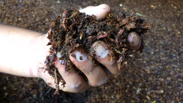 Worms in Soil