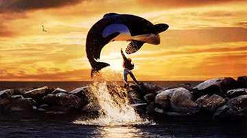 Free Willy Movie Poster