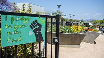 The Organic Learning Garden at SMC
