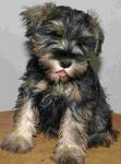 Alt Text Example: Schnauzer Puppy