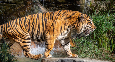 Tiger with water in background