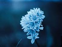 Picture of flower